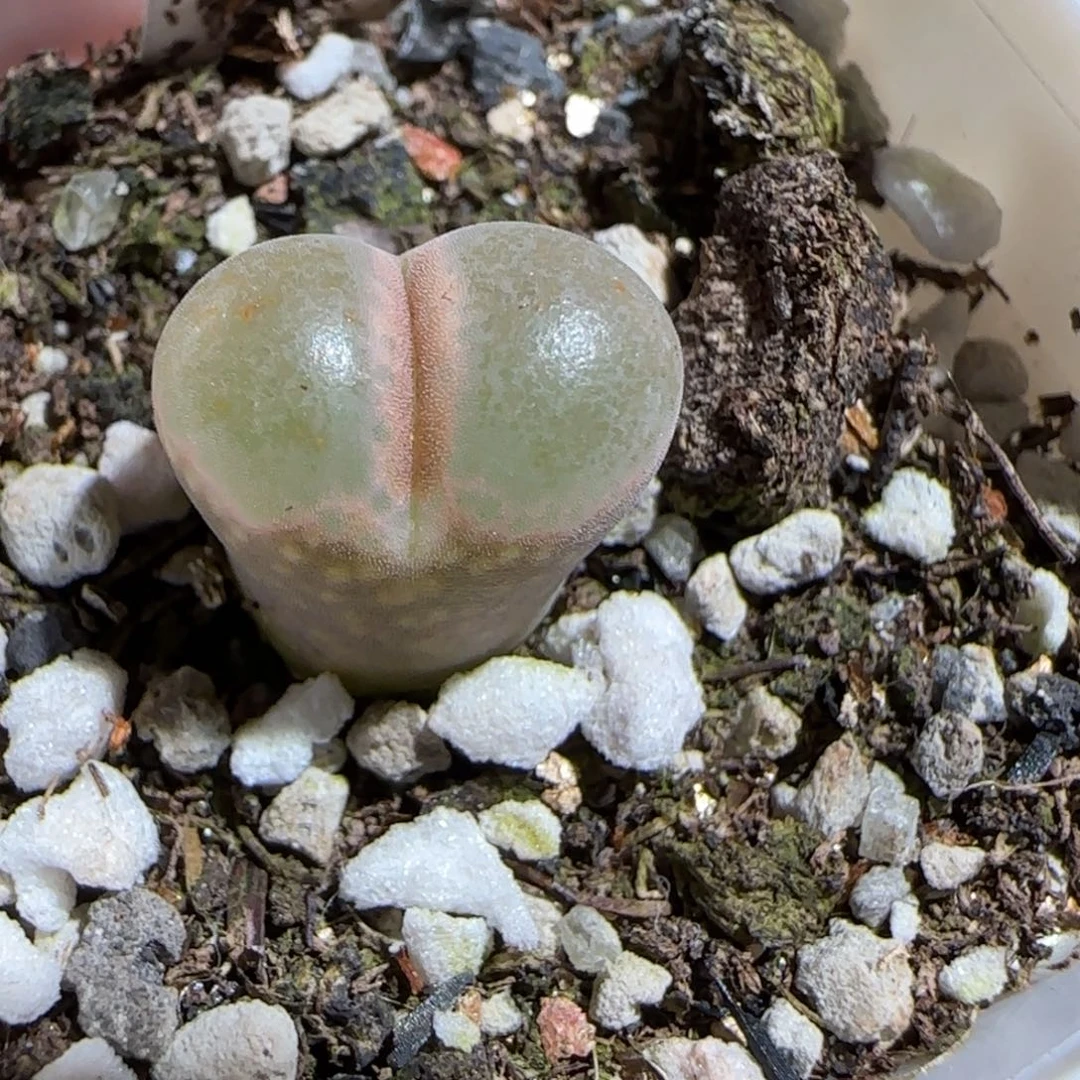 肉锥多肉植物组合-黑眼豆豆497