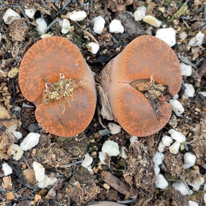 非偏远满20包邮661