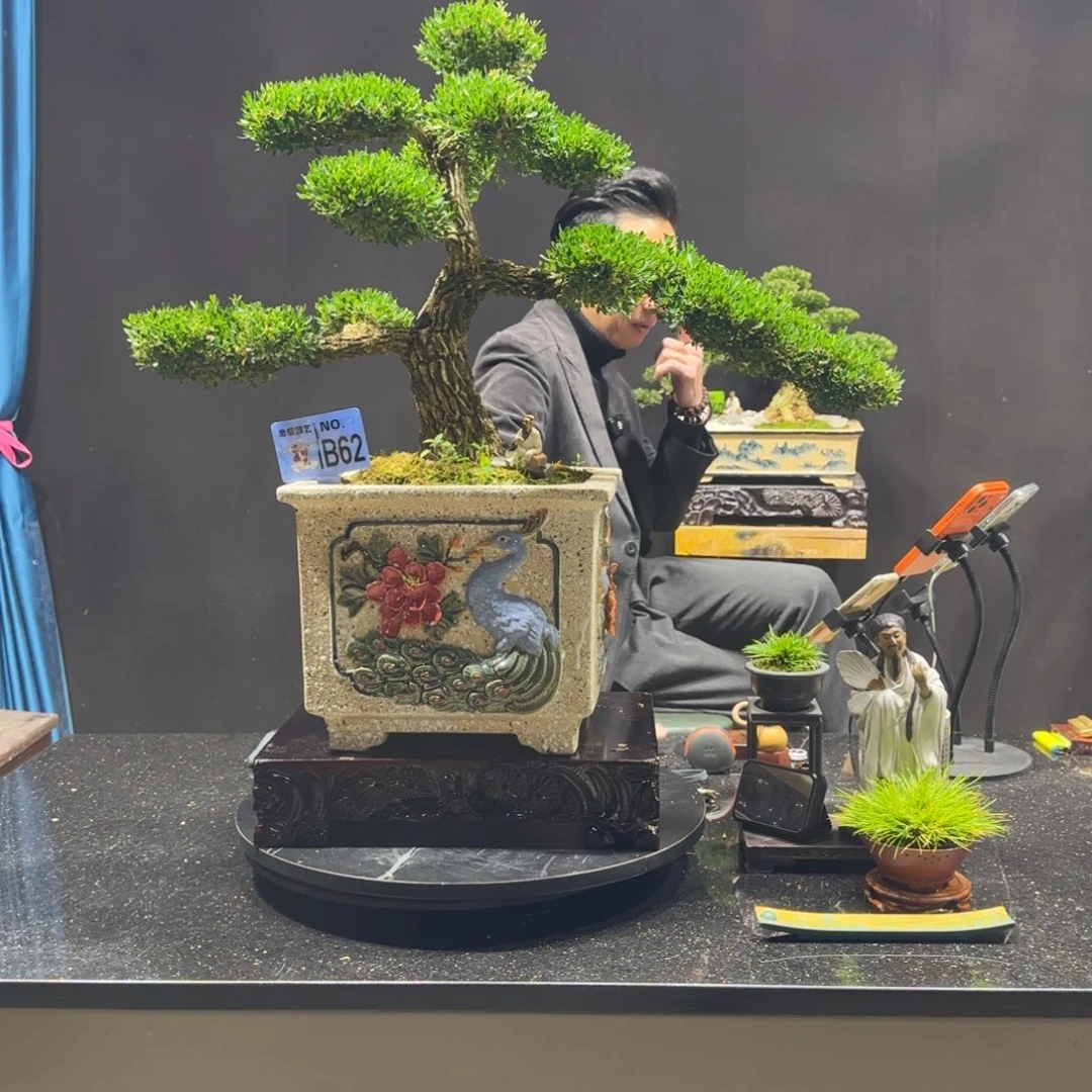 以实际为准黄杨室内室外盆景艺术