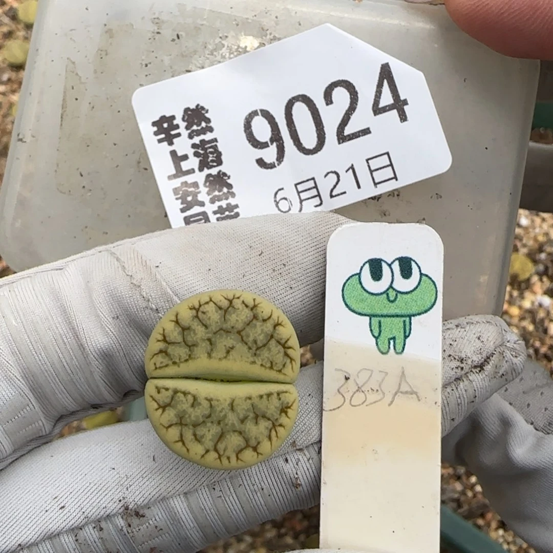 ****散6.21。  绿荒。  9024
