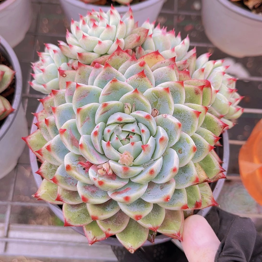 桃夭12公分999999999