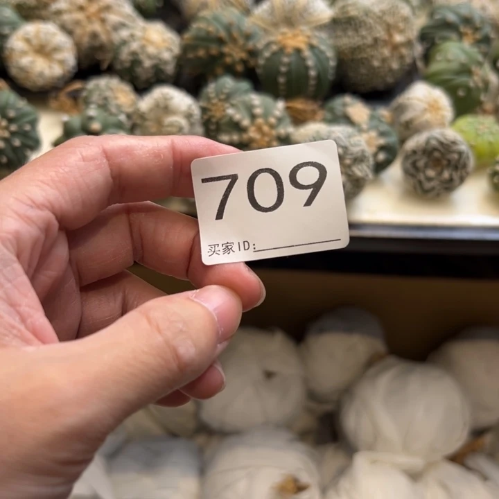 嘘***兜星球仙人球709号