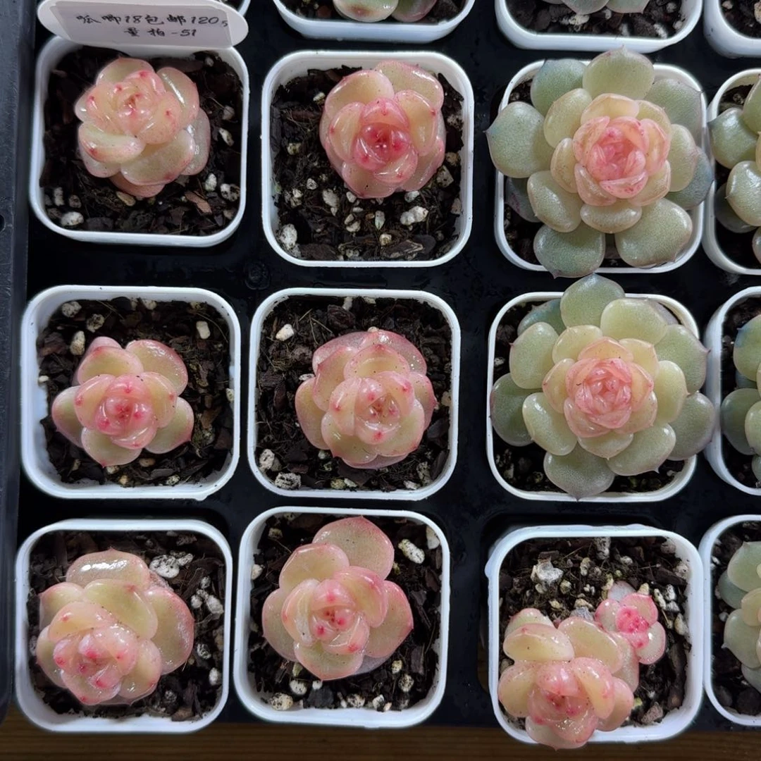 1207-051-桃编号一颗量拍