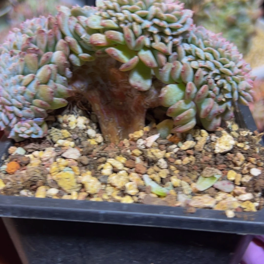 白桃 新年快乐 新年快乐