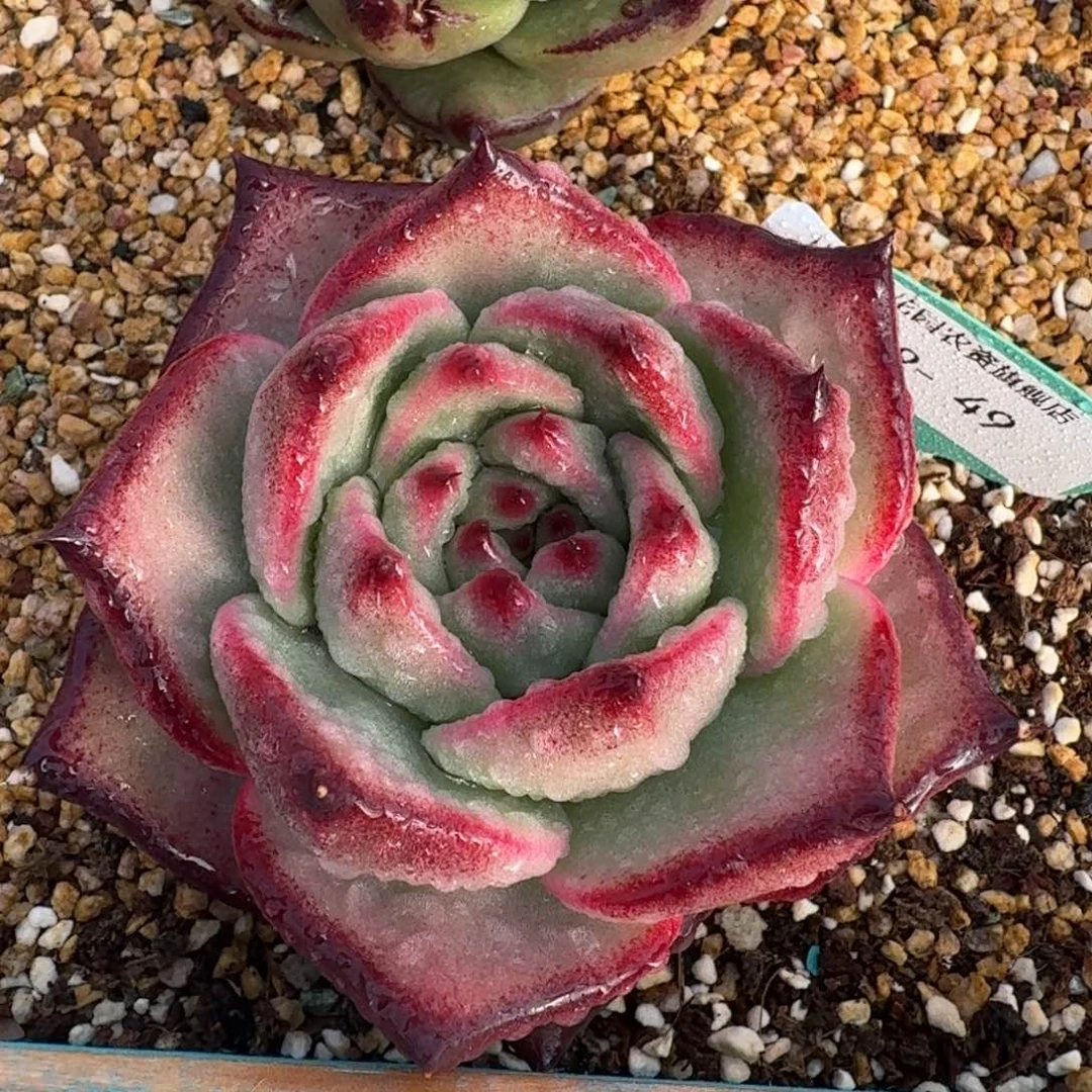 从前猫花园多肉编号1229-49