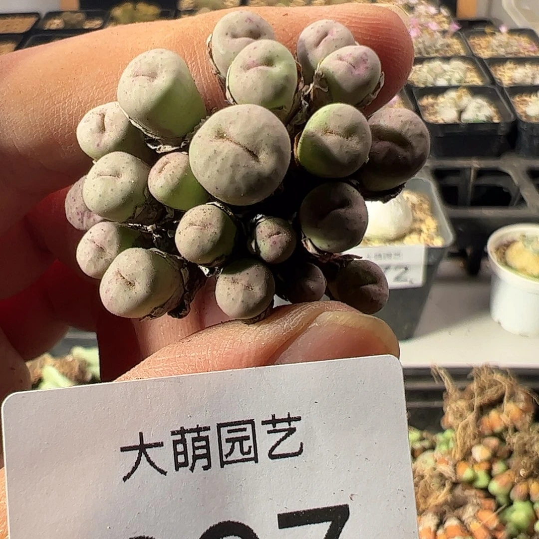 一物一拍。       697