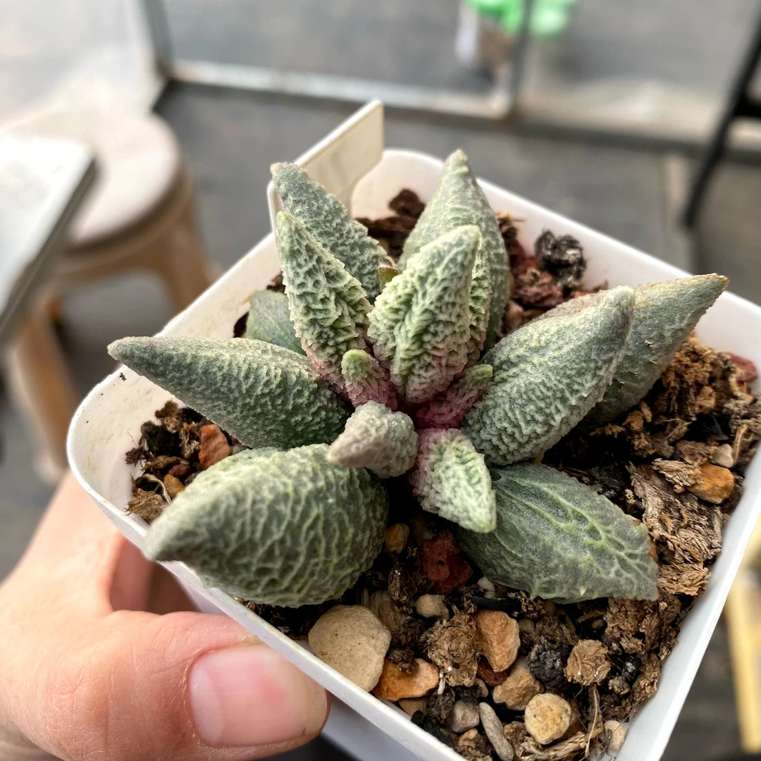 多肉植物*[7cm]白方盆水泡融化纹冰激淋
