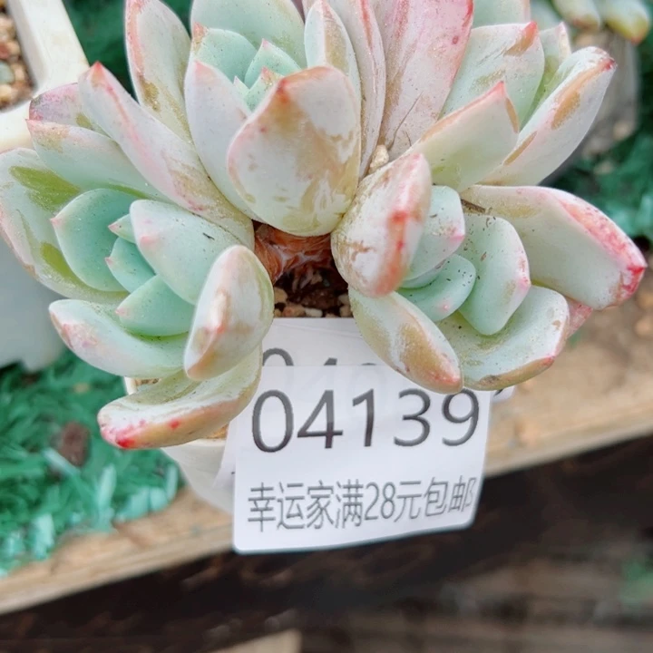 幸运的是我还没遇到幸运