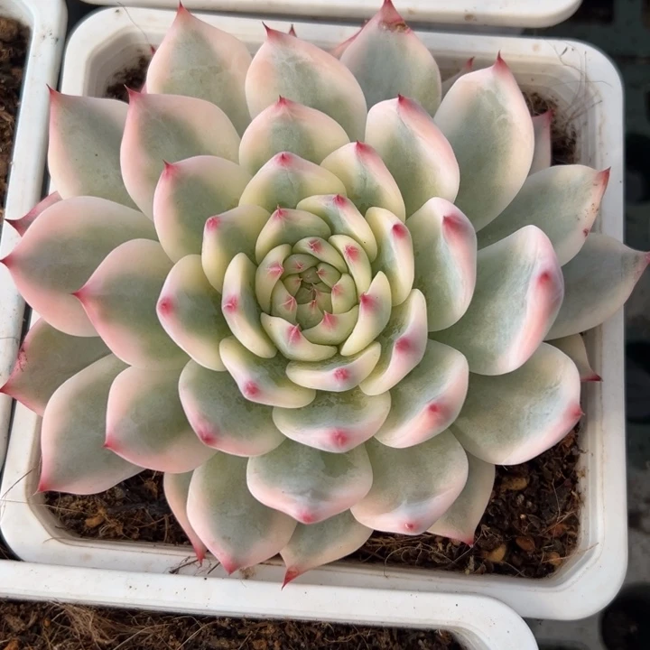 吉娃娃锦一物一拍锦龙