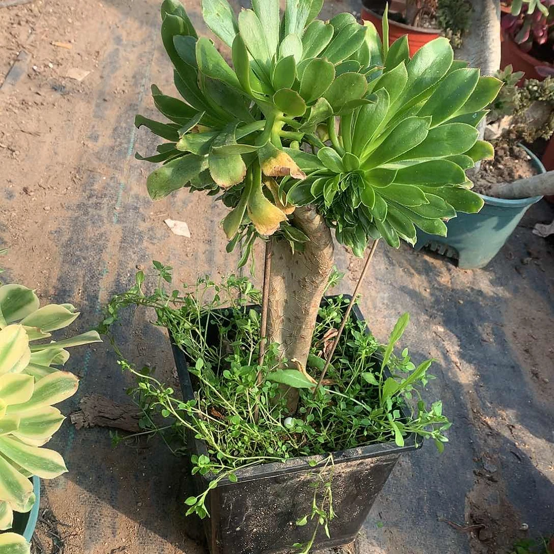 原始绿缀化翅膀造型