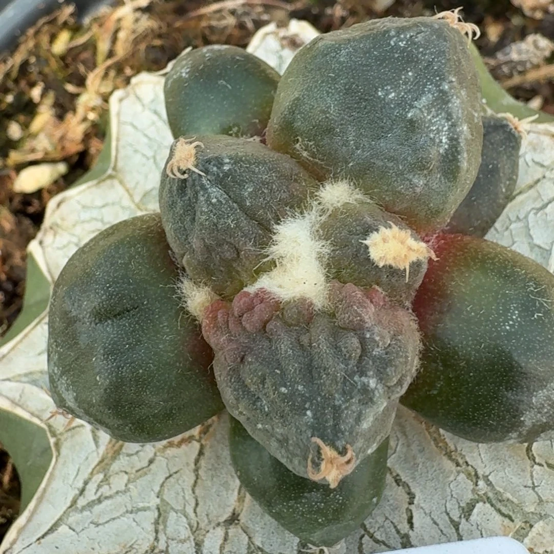 【闪购商品】M****g蛋怒435