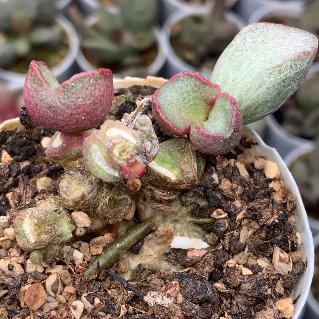 傲雪秃桩的拍图一图