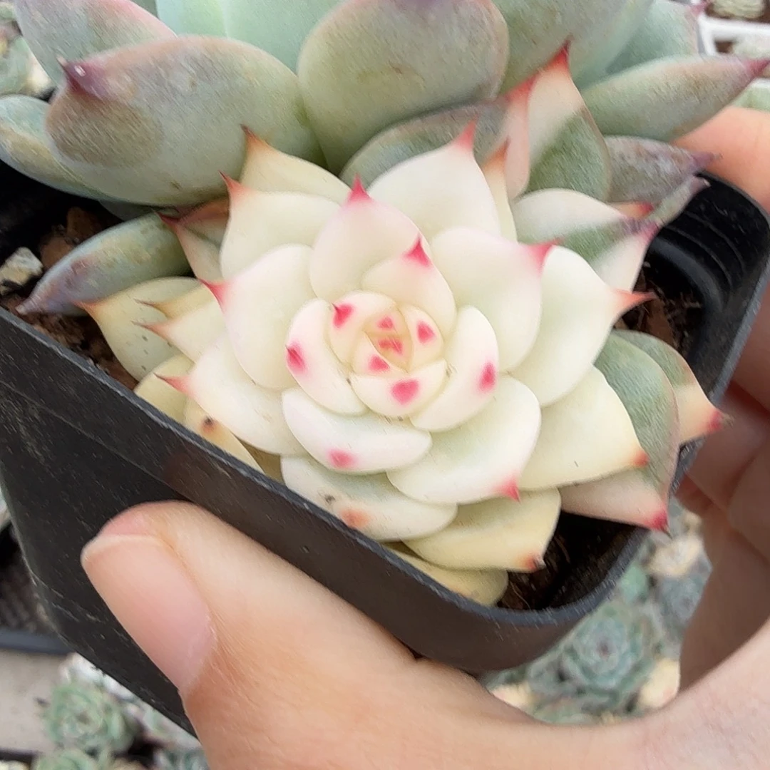 吉娃娃锦阴阳，多肉植物