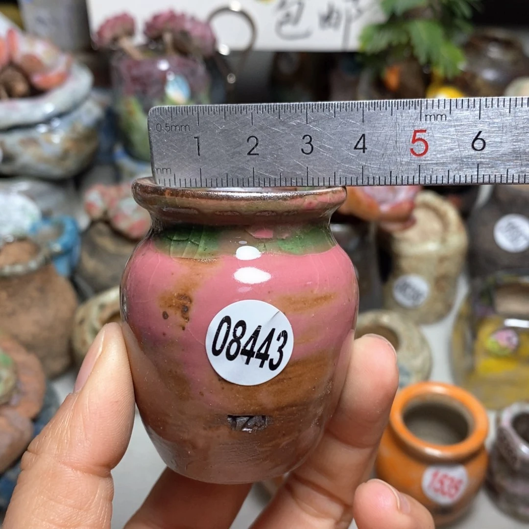 花盆拍5送一个小礼物