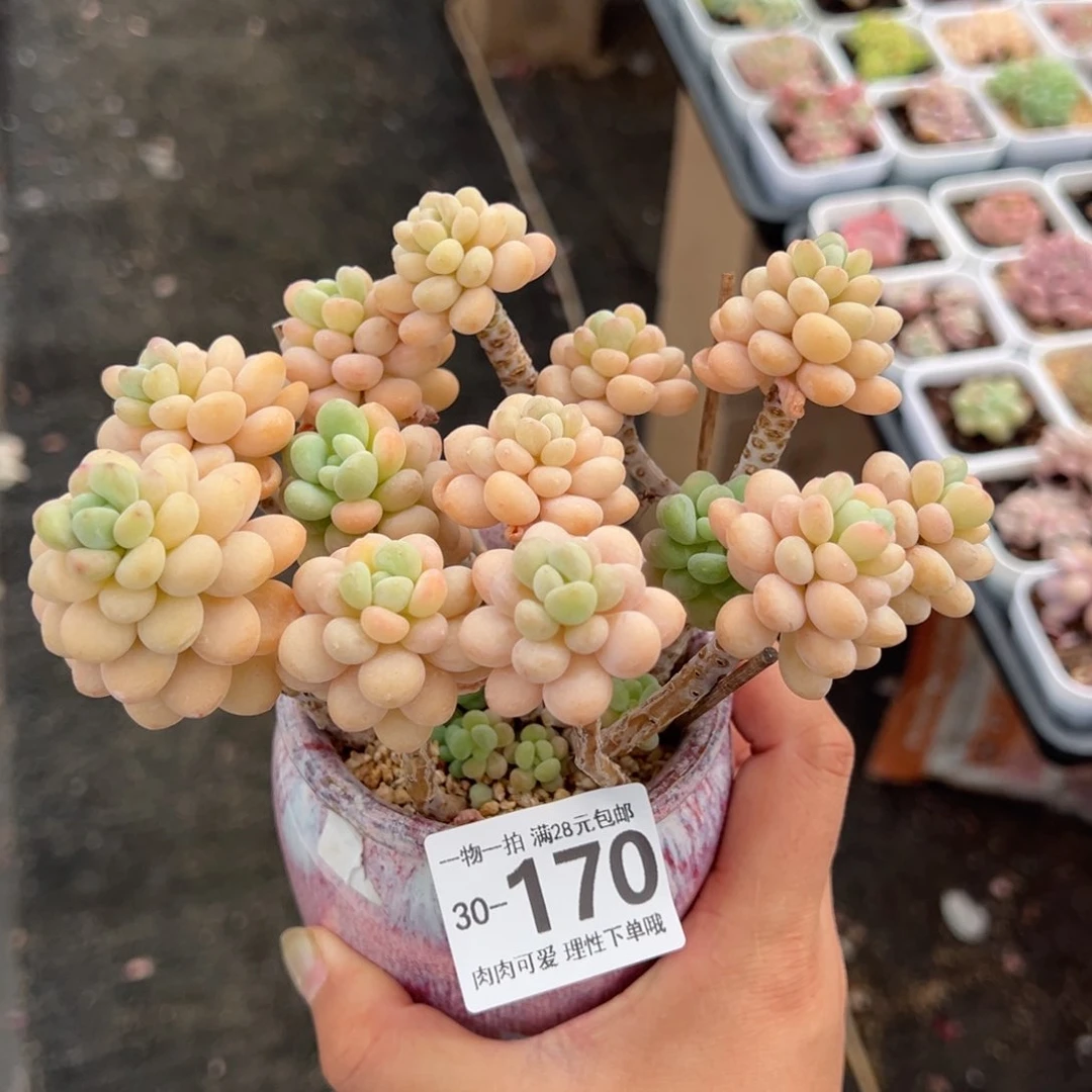 洛可可多肉多肉多肉多