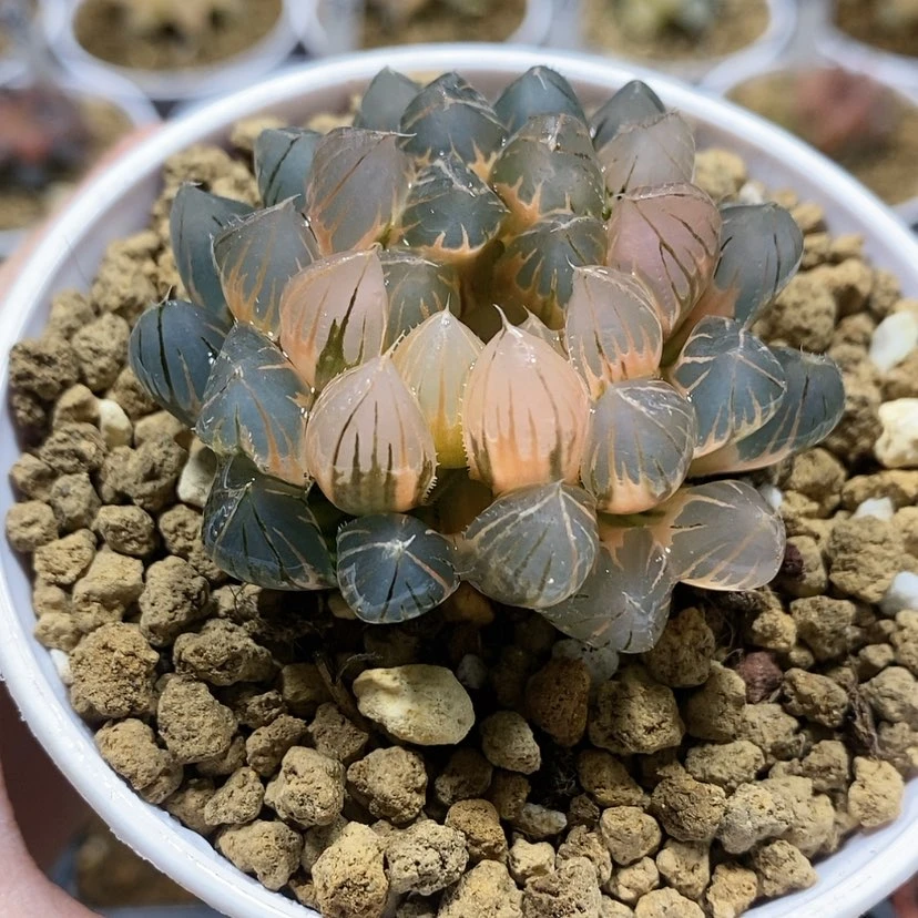 【闪购商品】98糊斑霓虹灯