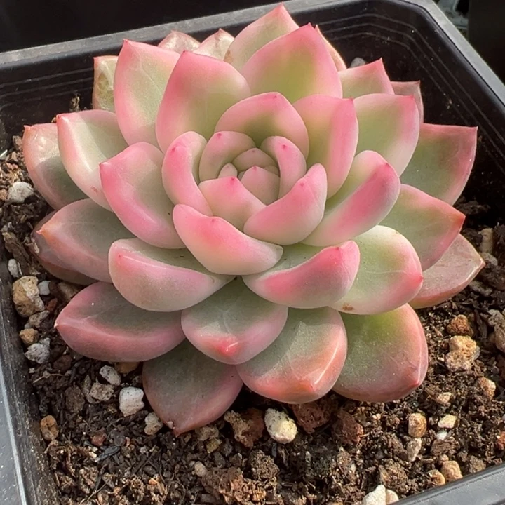 冰月亮锦一物一拍锦龙