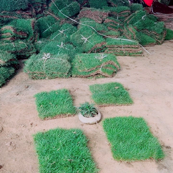 《****无花朵带泥土草坪马尼拉