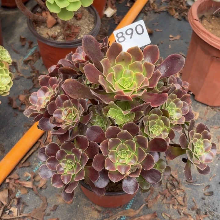 欧佳丽多肉植物不包损890