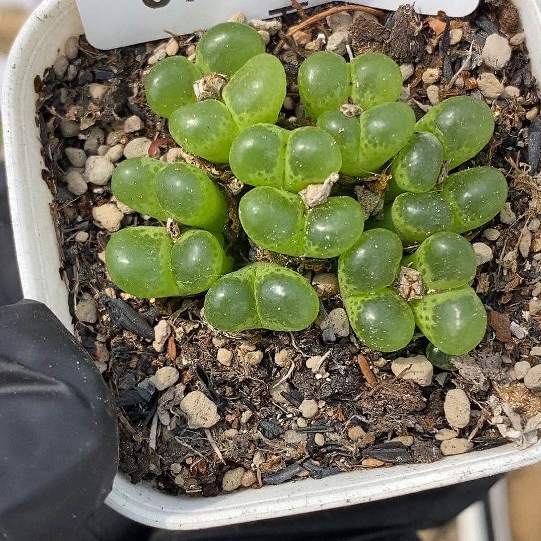 0915-15-绿眼睛福利。