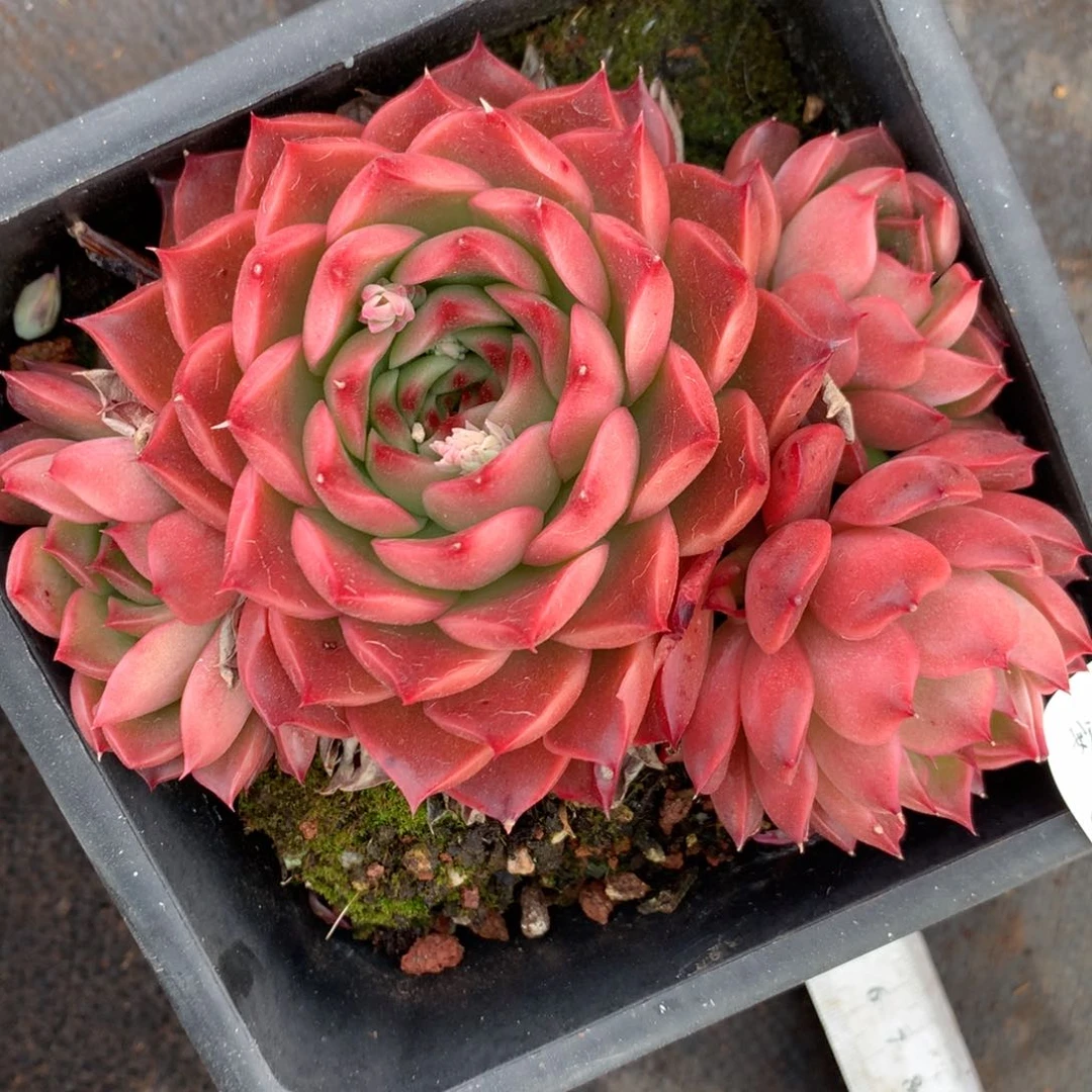 2060杂交精品基地12厘米