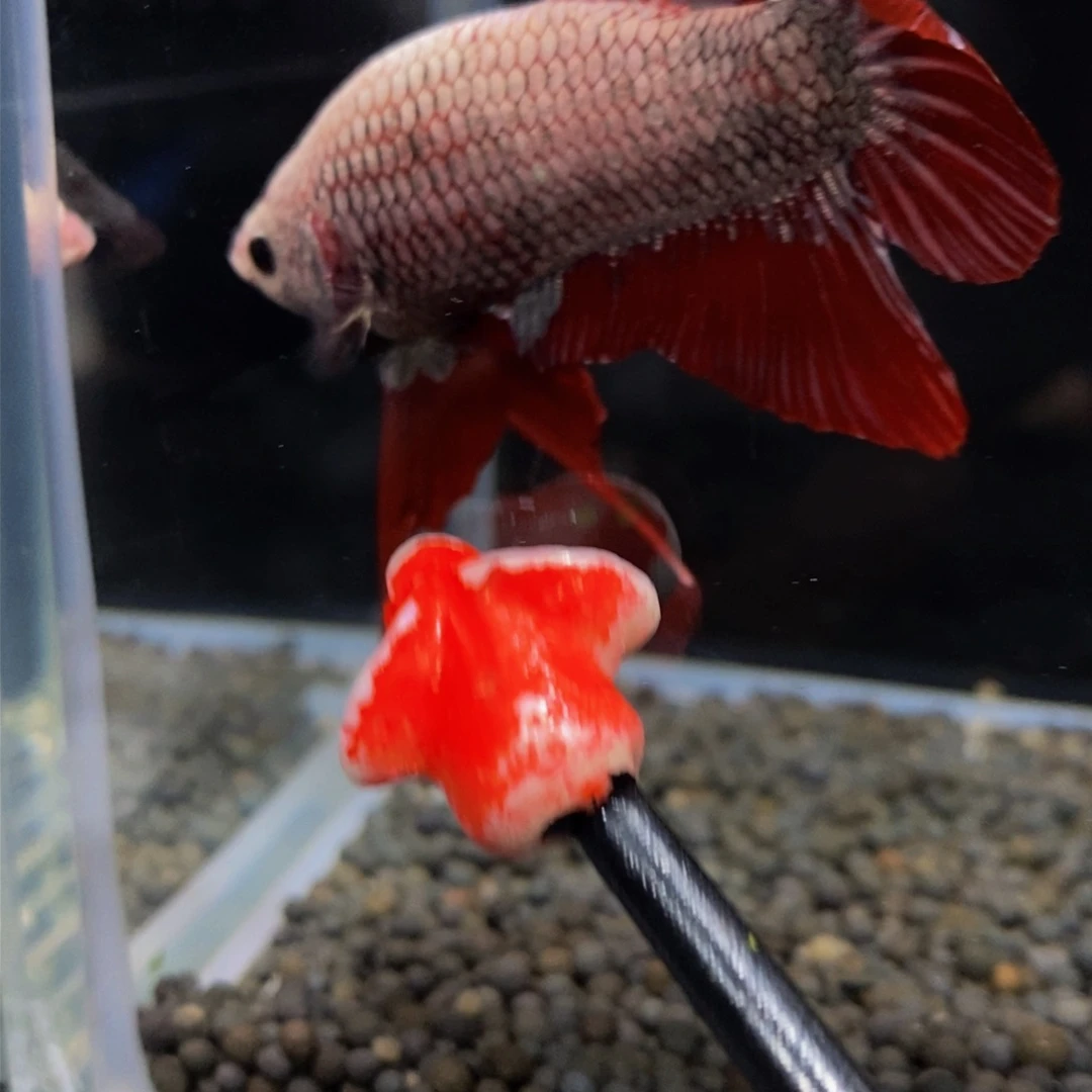 热带鱼公335巨斗