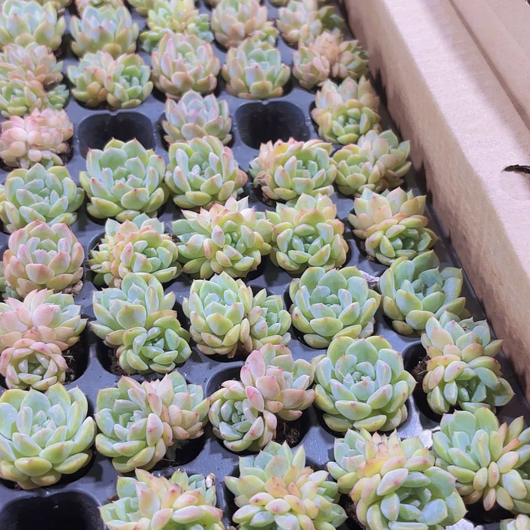小穴苗甘露缀化多肉植物