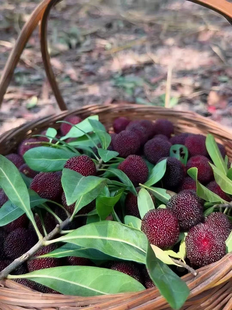 【顺丰】荸荠--正宗浙江仙居杨梅现采现摘坏果包赔孕妇水果酸甜可口