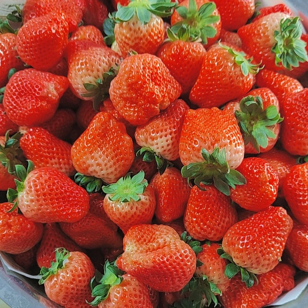 红颜草莓一盒两斤35元