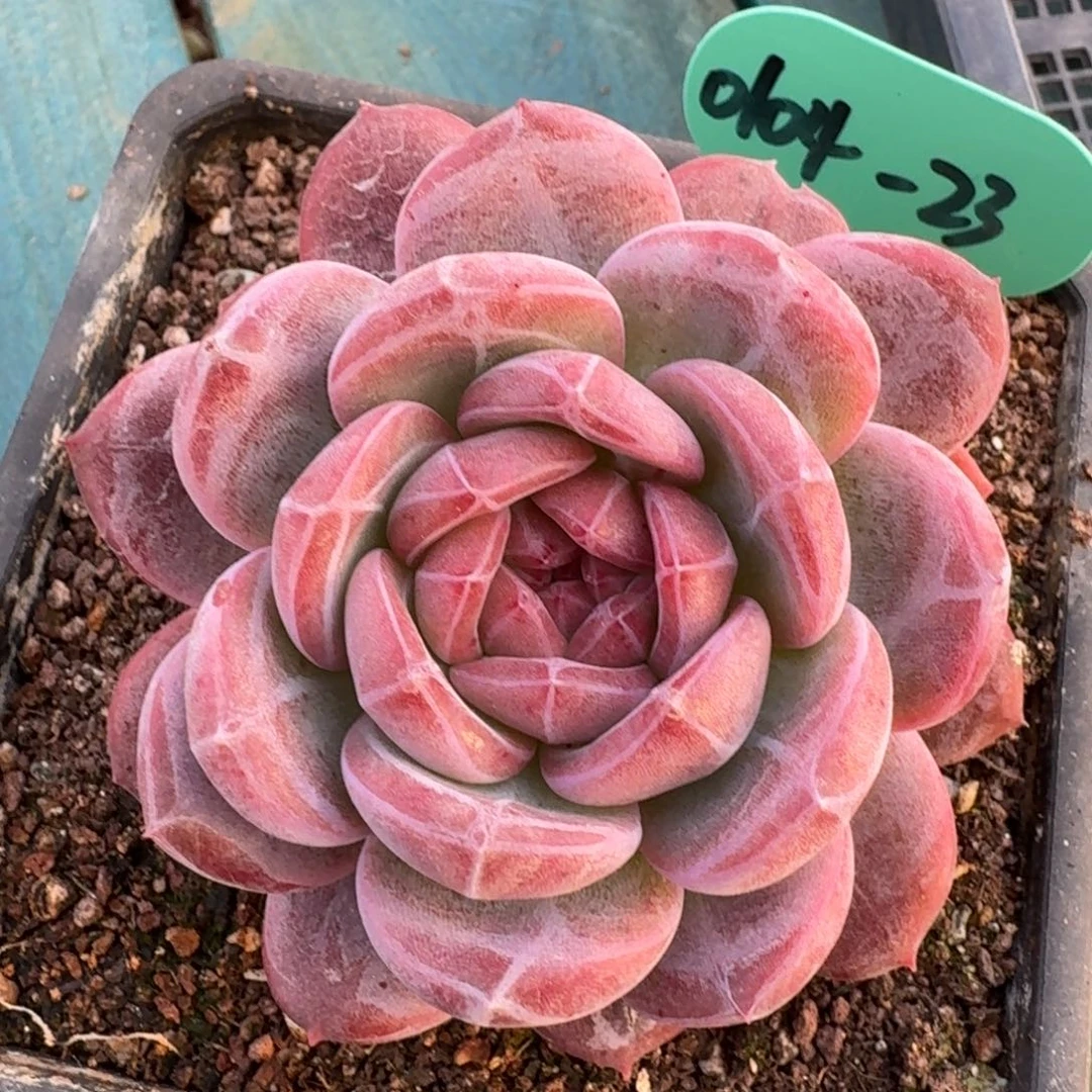 从前慢多肉精选编号0104.23