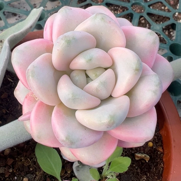 花瓣露锦一物一拍