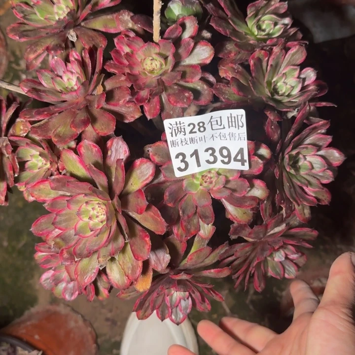 31394紫霞仙子多肉