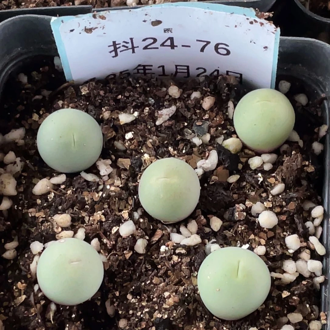 24-76鸽子蛋多肉植物