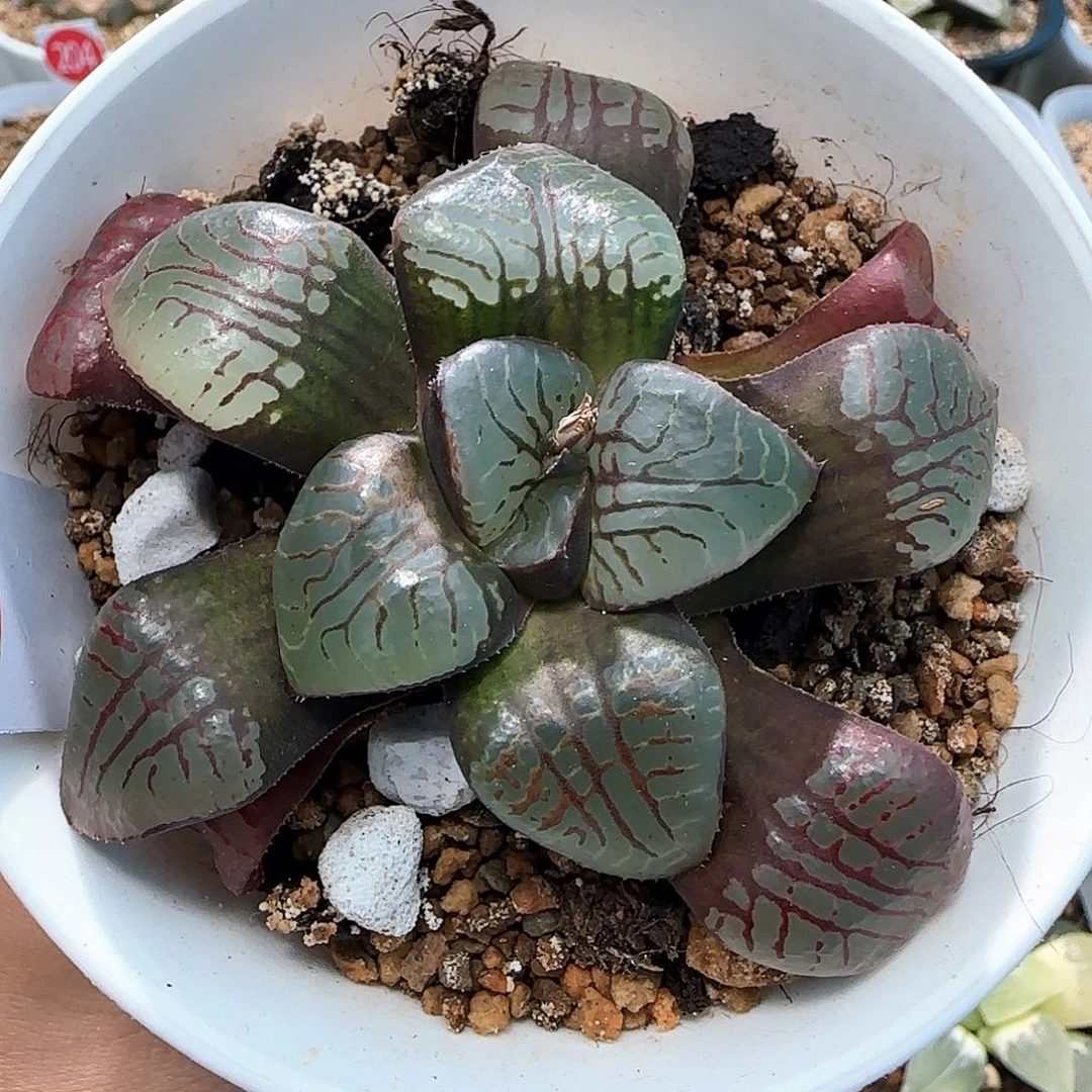 310号魔界实生一物一拍带盆土