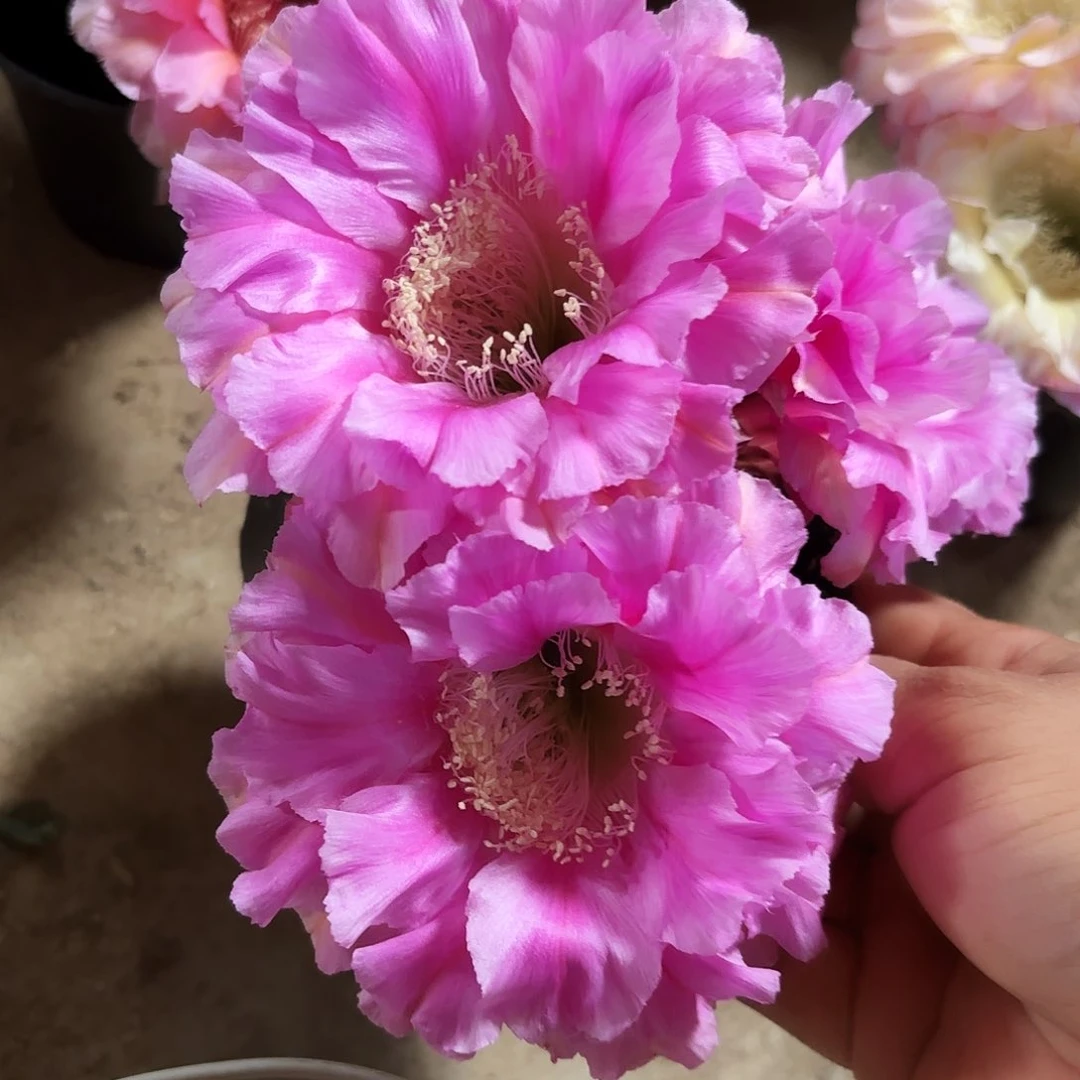 马甲瑕疵四公分左右