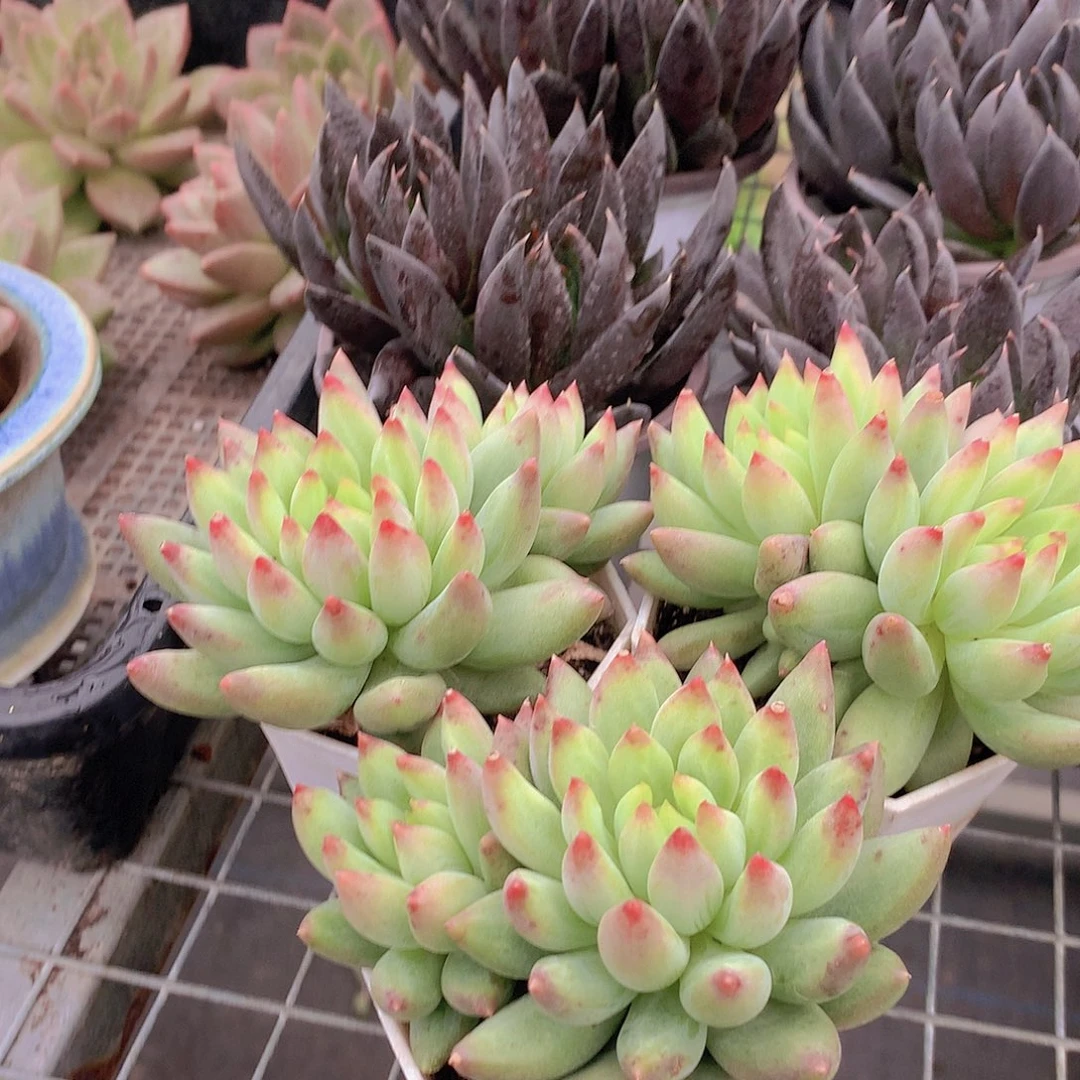 双头黄体虞美人捡漏ettyuu5778