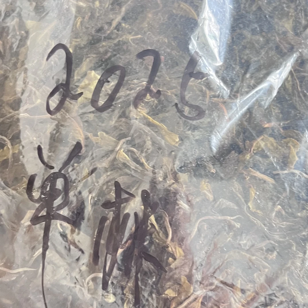 2025年新茶豆腐寨特级600年单株龙珠500克