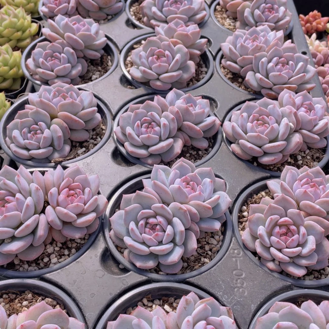 1190号 丸叶星星橙大双头一个