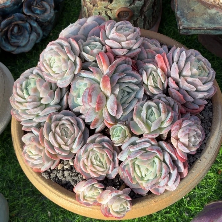 多肉植物 西娜一物一拍-4