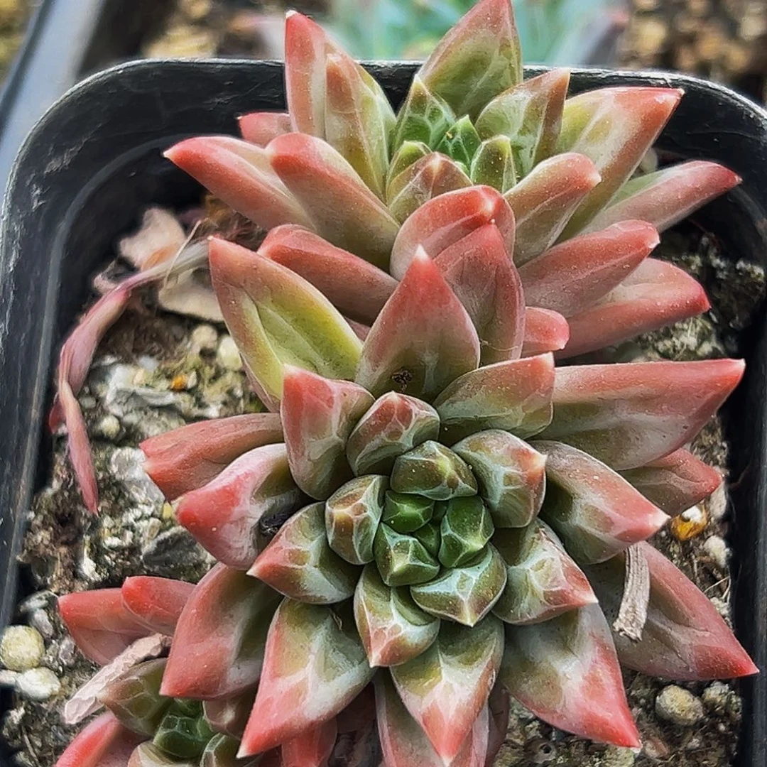 1颗美人系列多肉植物