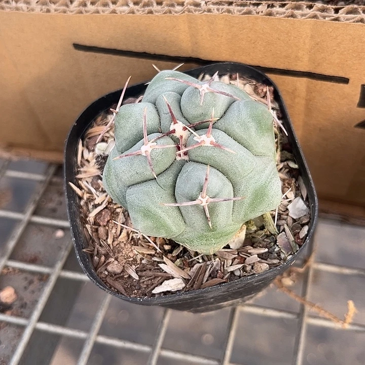 我也不知道我为什么要