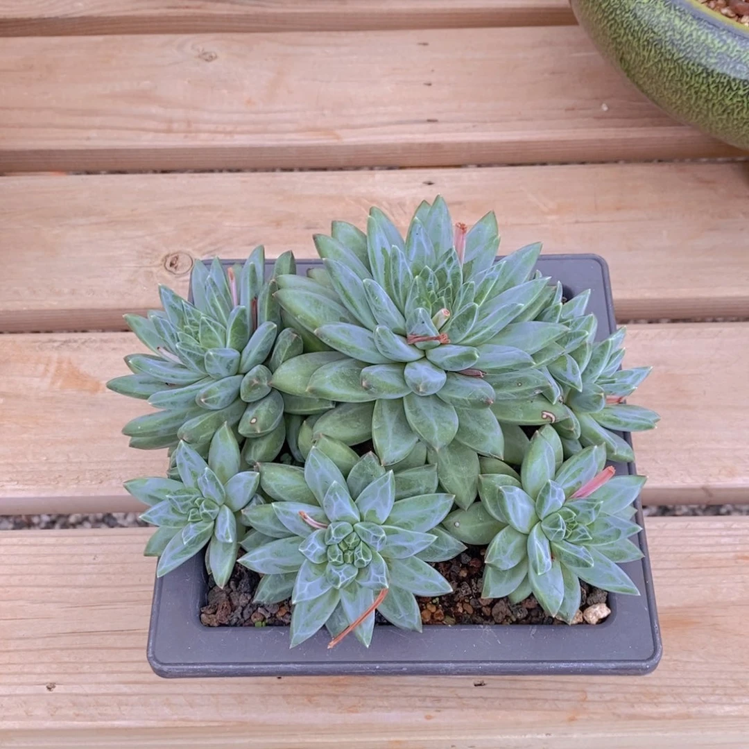 玉***金莫吉托群生寄养