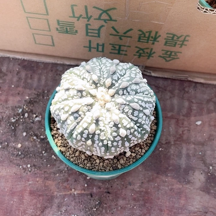 梨***喵130实生大超兜仙人球
