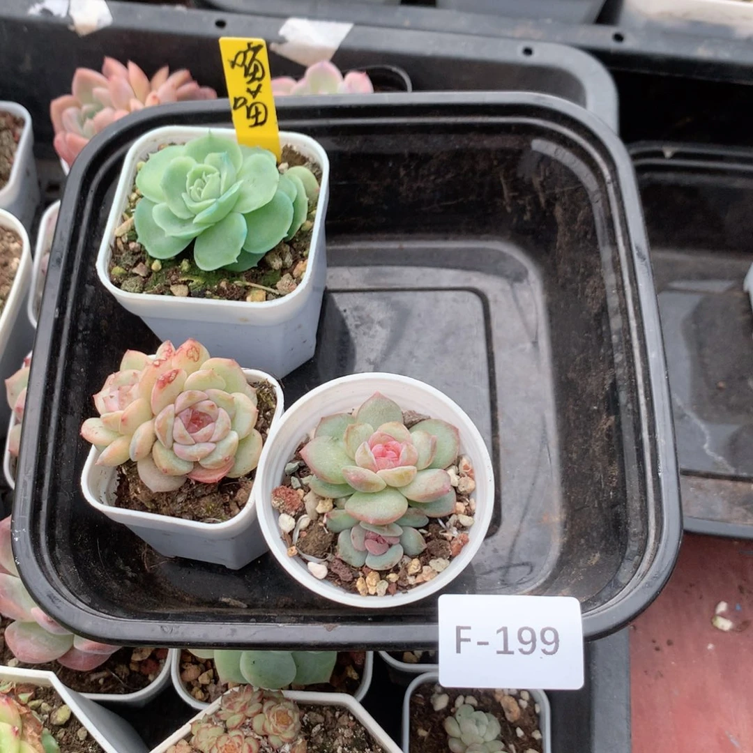 O***喵无花朵F199英语英语