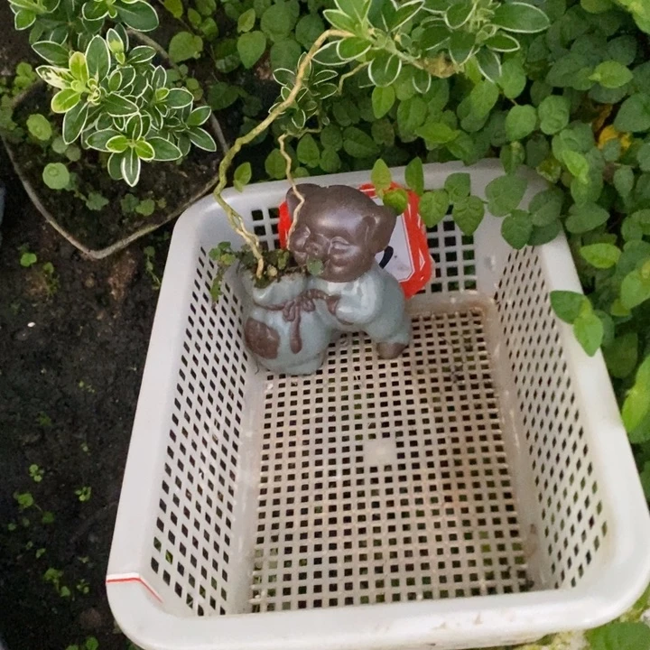 惜***》无花朵退款拉黑拉黑173