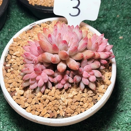 车重子3号码牌子的话题了