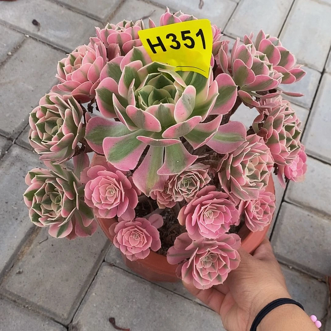 351女巫555555555555