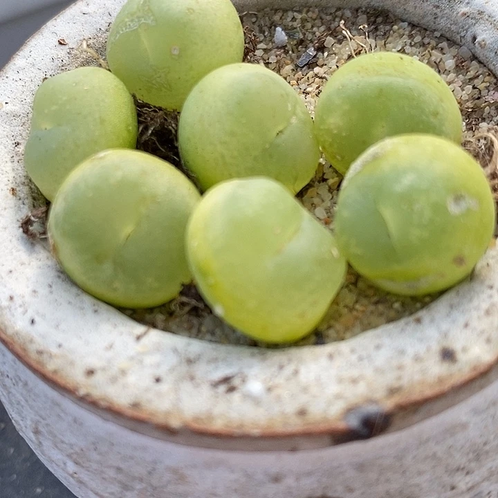 1913福利拉登有瑕疵一颗