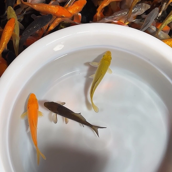 。***。海水鱼锦鲤的故事是