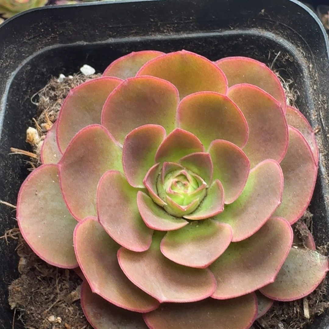 下播福利-353冠幅 6CM